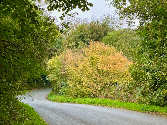 Early autumn foliage colors
