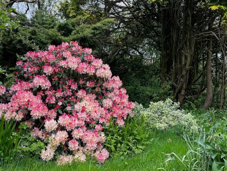 Blazing colors of rhododendrons, some are massive along the roadways.