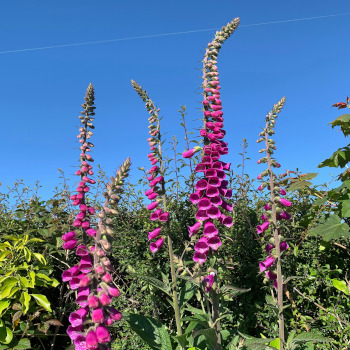 Some of the first foxgloves of the season!