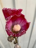 One frozen late-blooming hollyhock