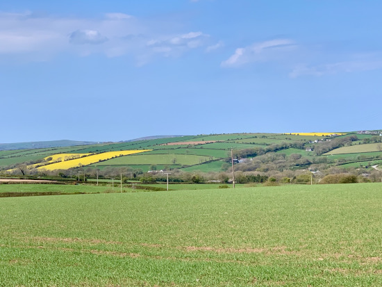 Fields of rapeseed in full bloom near Cardigan