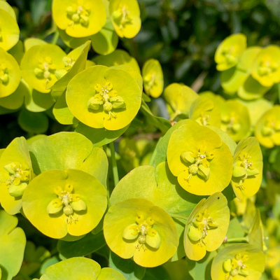 Green wildflowers called ???