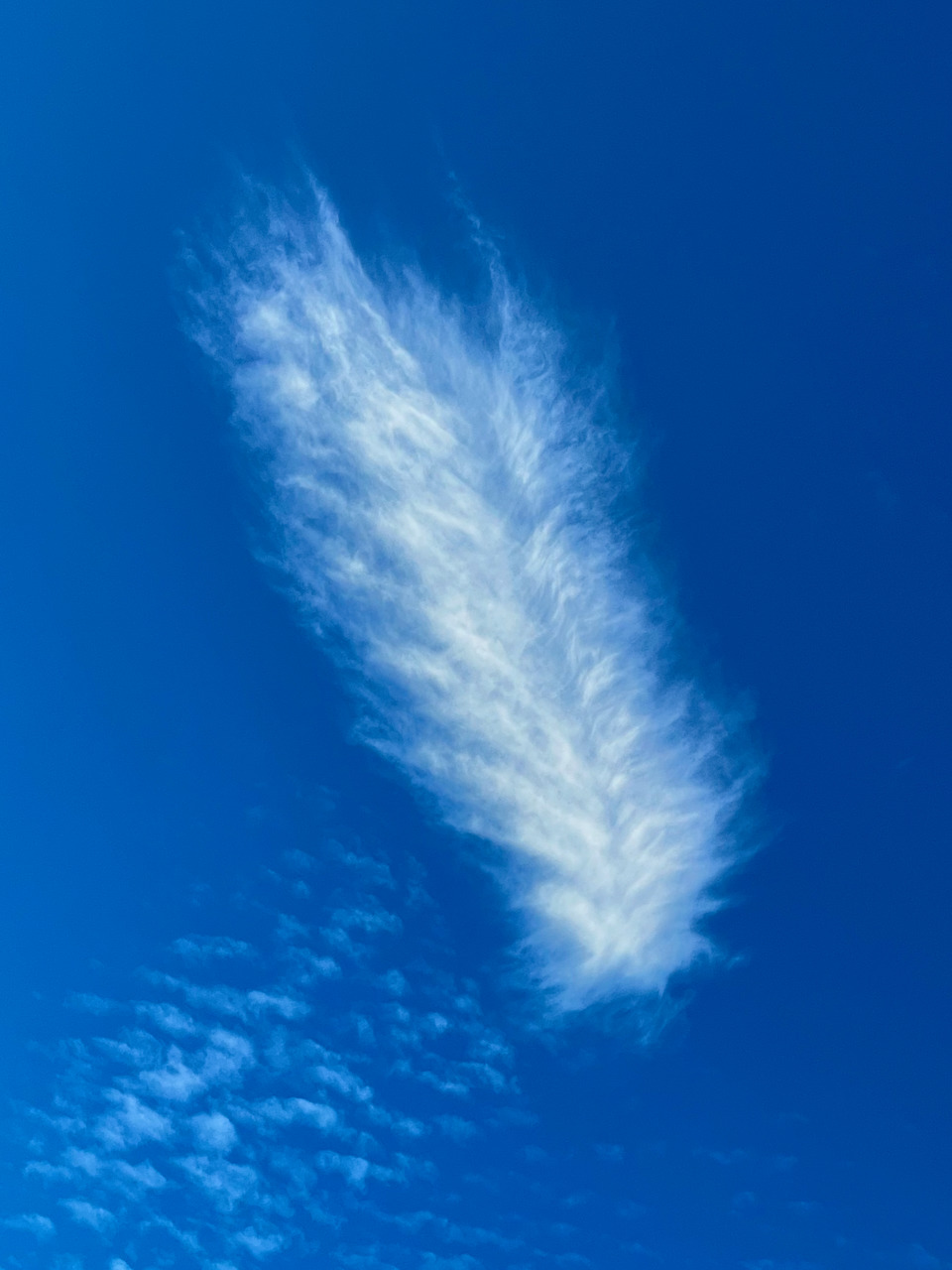 I was listening to the horses gallop in the field next-door and when I looked up, I saw this mare's tale!