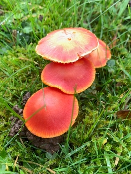 Winter red mushrooms