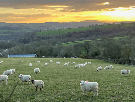 Sheep at sunset over Teifi valley, Newcastle Emlyn