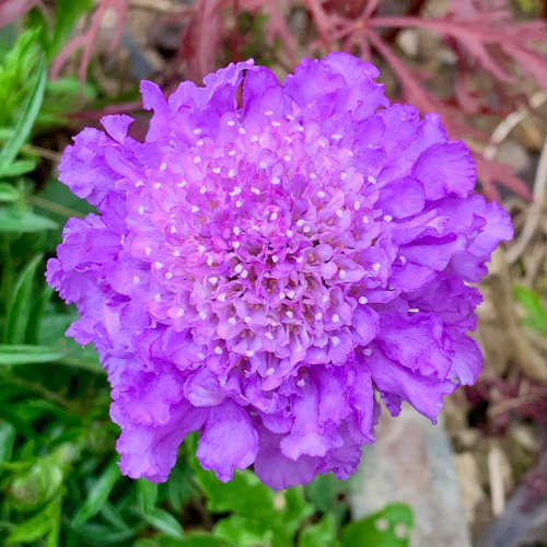 Spring discoveries in our new garden
in Betws Ifan!