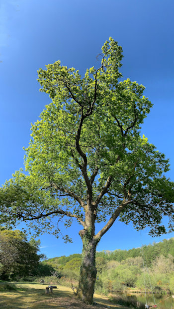 Tree by the pond...